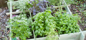 Ziołowy ogród: Jakie rośliny wybrać, aby cieszyć się świeżymi ziołami przez cały rok?